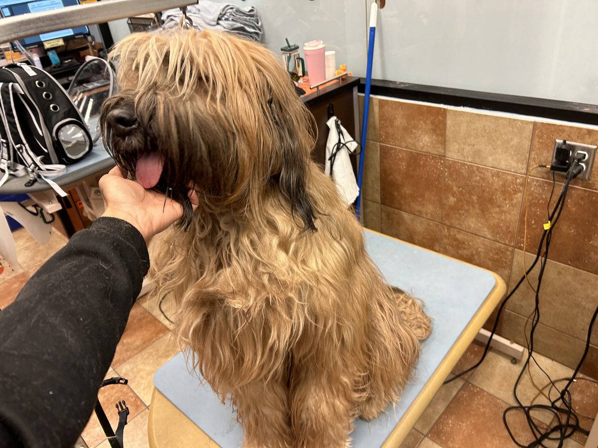 Wheaten-coated dog before its grooming session at Global Pawdicure Palace.