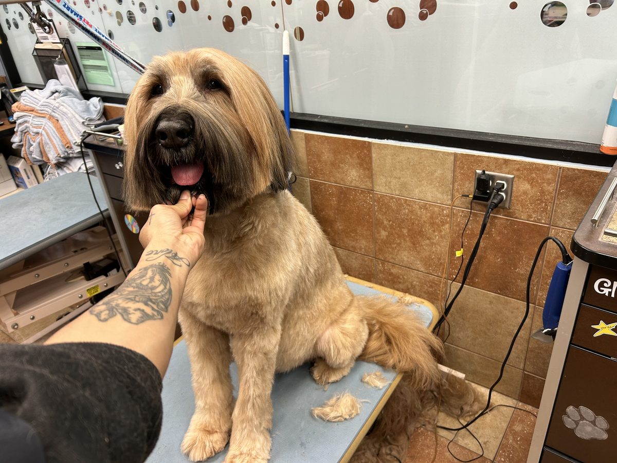 Freshly groomed dog with a tidy finish at Global Pawdicure Palace.