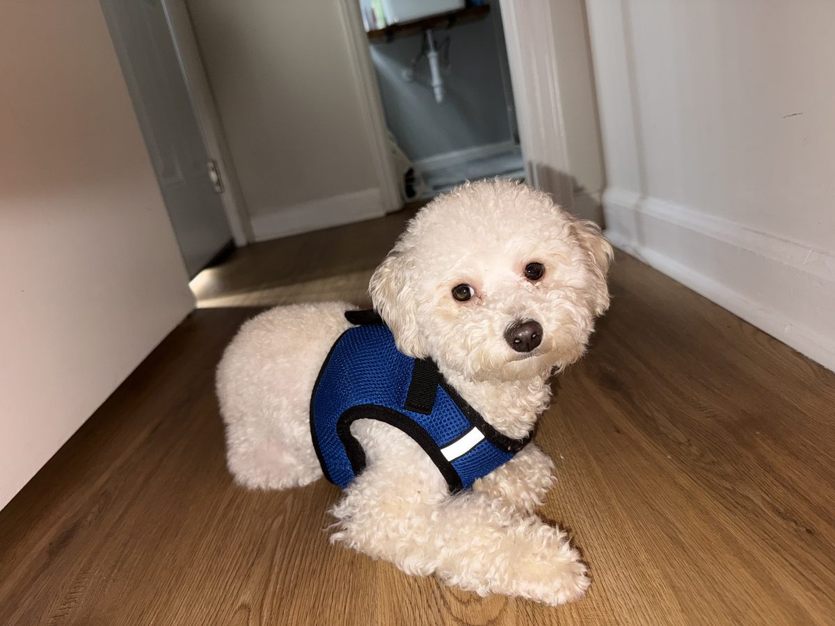Bichon-style small dog after a polished grooming at Global Pawdicure Palace.