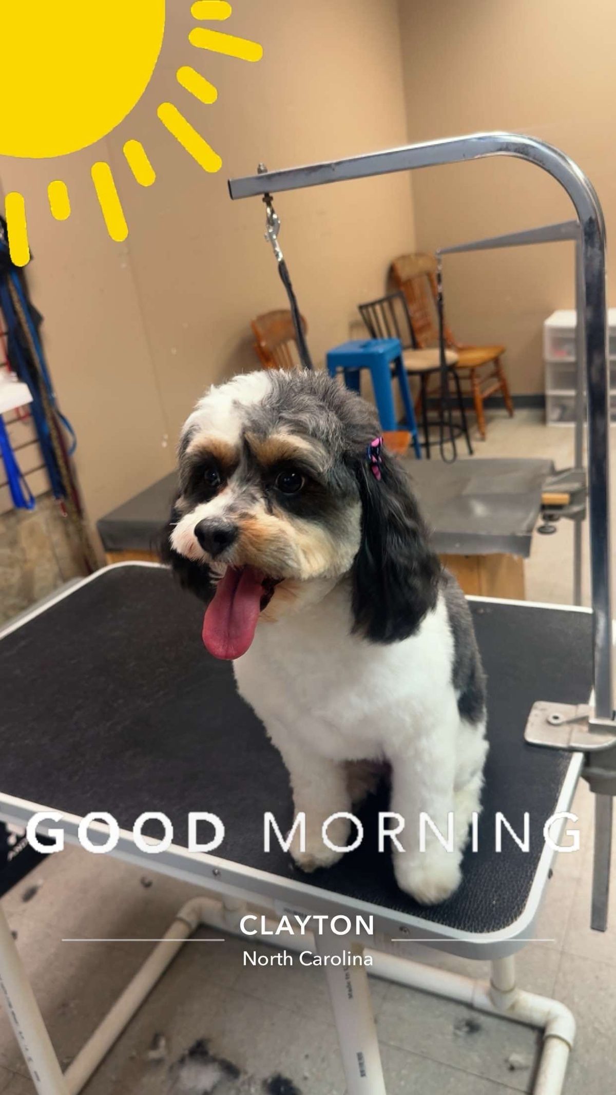 Tri-color small dog with a neat face trim at Global Pawdicure Palace.