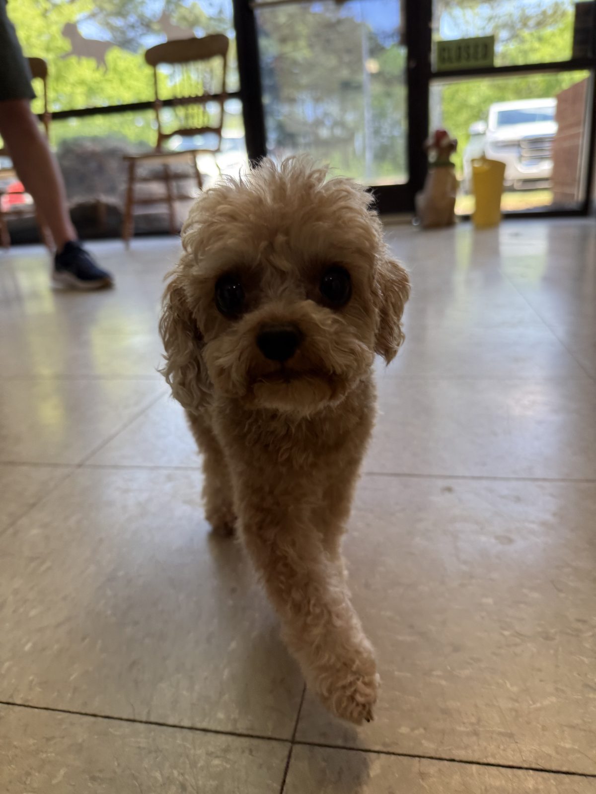 Apricot toy poodle puppy after a gentle first groom at Global Pawdicure Palace.