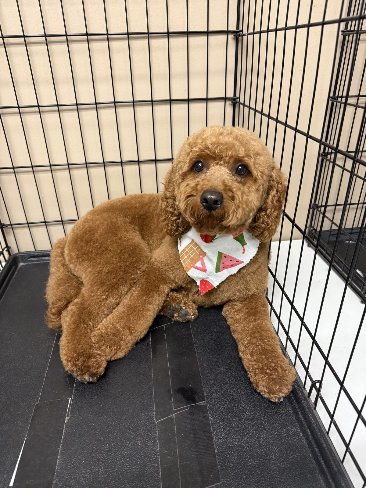 Red poodle with a watermelon bandana after a polished groom at Global Pawdicure Palace.