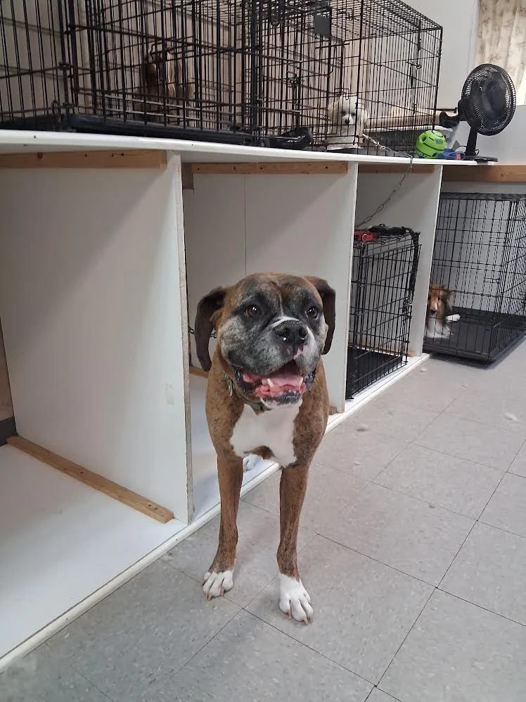 Boxer dog smiling in the boarding area at Global Pawdicure Palace.