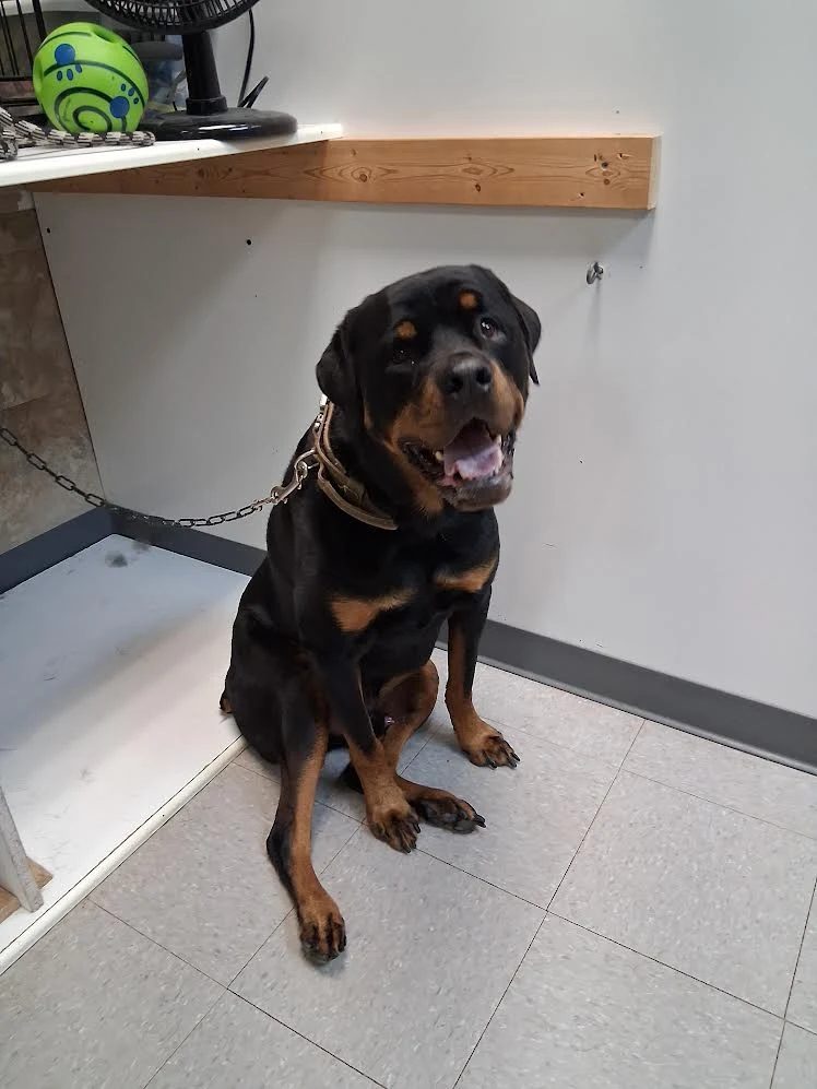 Rottweiler resting calmly during a visit to Global Pawdicure Palace.