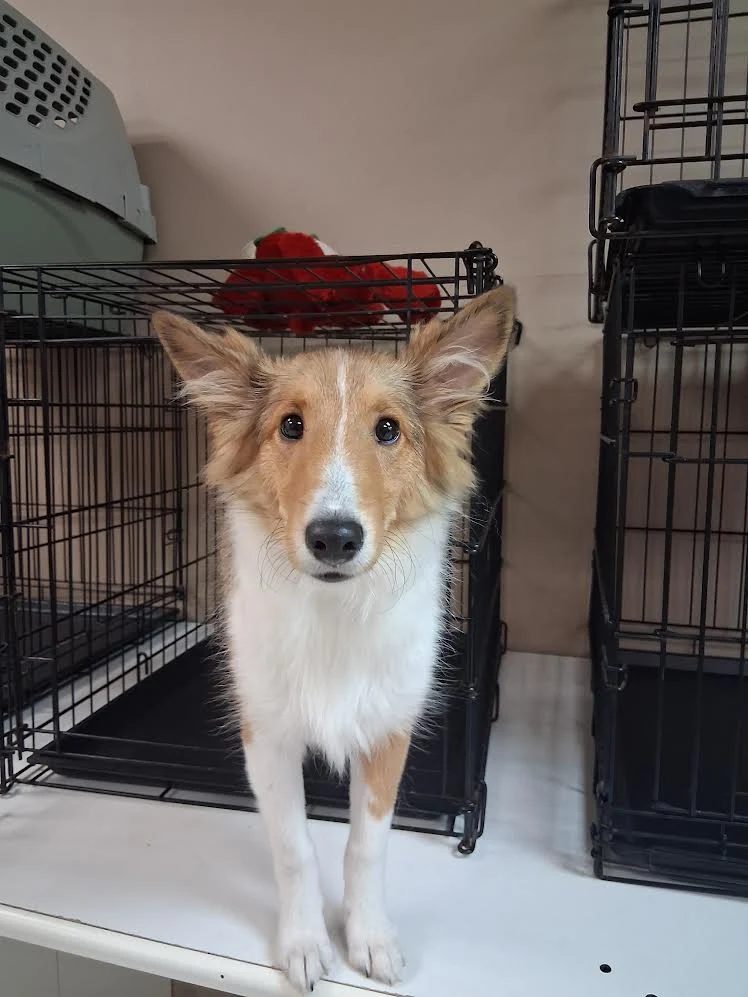 Sheltie puppy with a bright, curious expression at Global Pawdicure Palace.