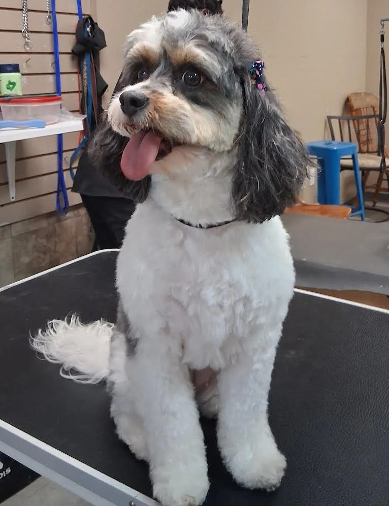 Freshly groomed small dog with its tongue out after a polished finish at Global Pawdicure Palace.