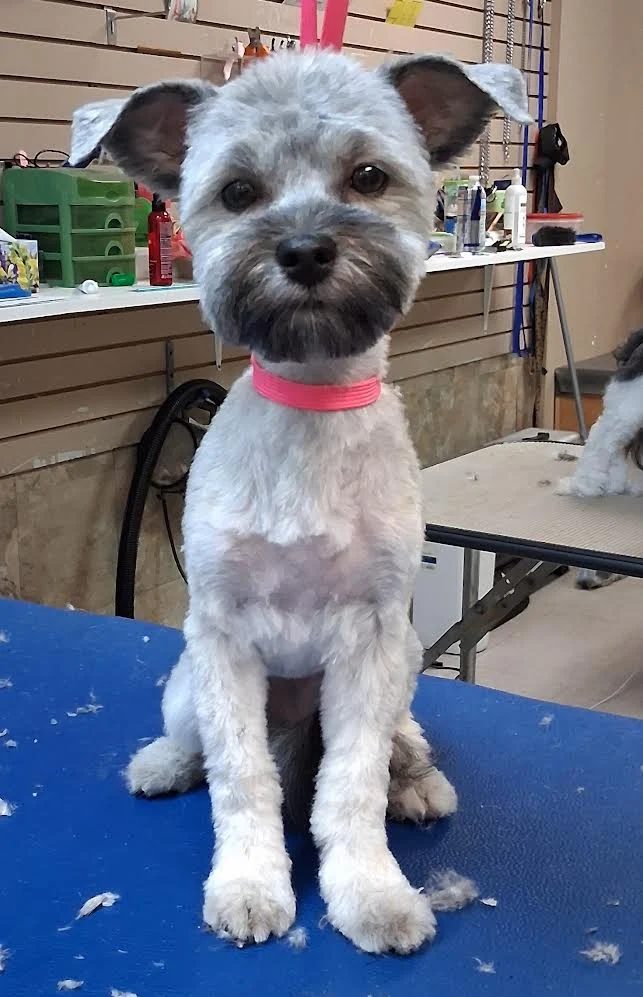 Small gray dog with a pink collar after a gentle grooming at Global Pawdicure Palace.