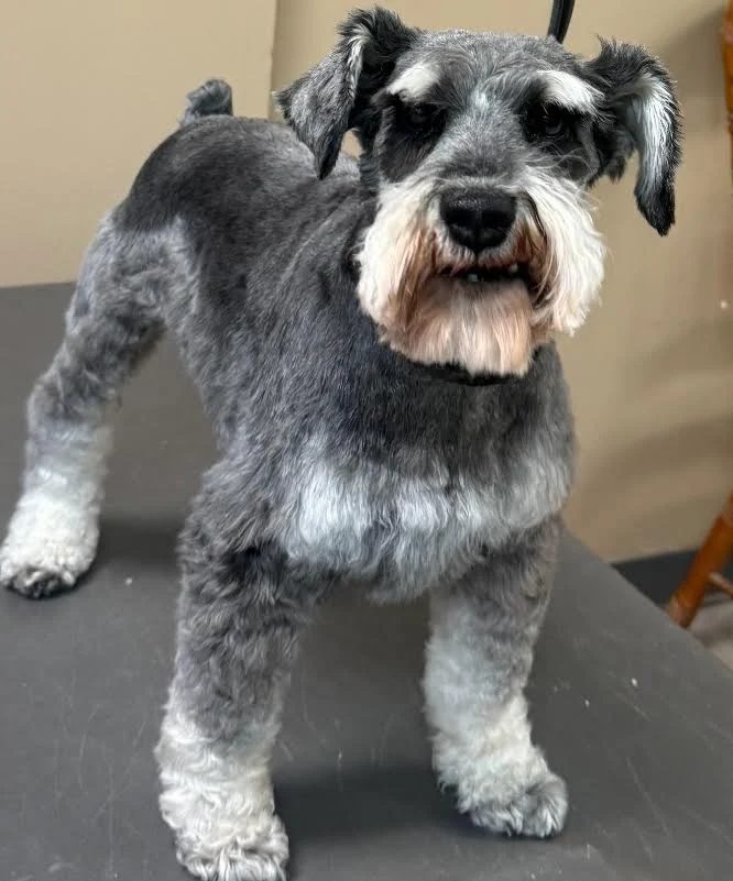 Salt and pepper schnauzer after a polished groom at Global Pawdicure Palace.