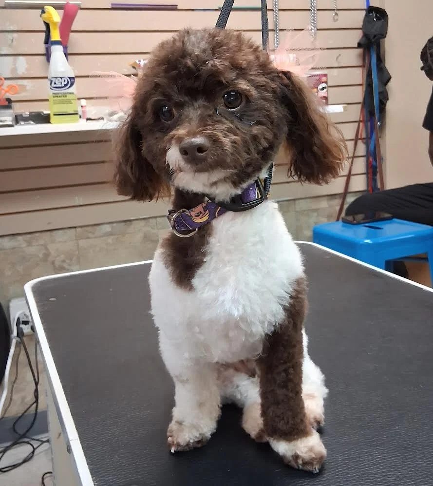 Brown and white poodle mix after a tidy grooming session at Global Pawdicure Palace.