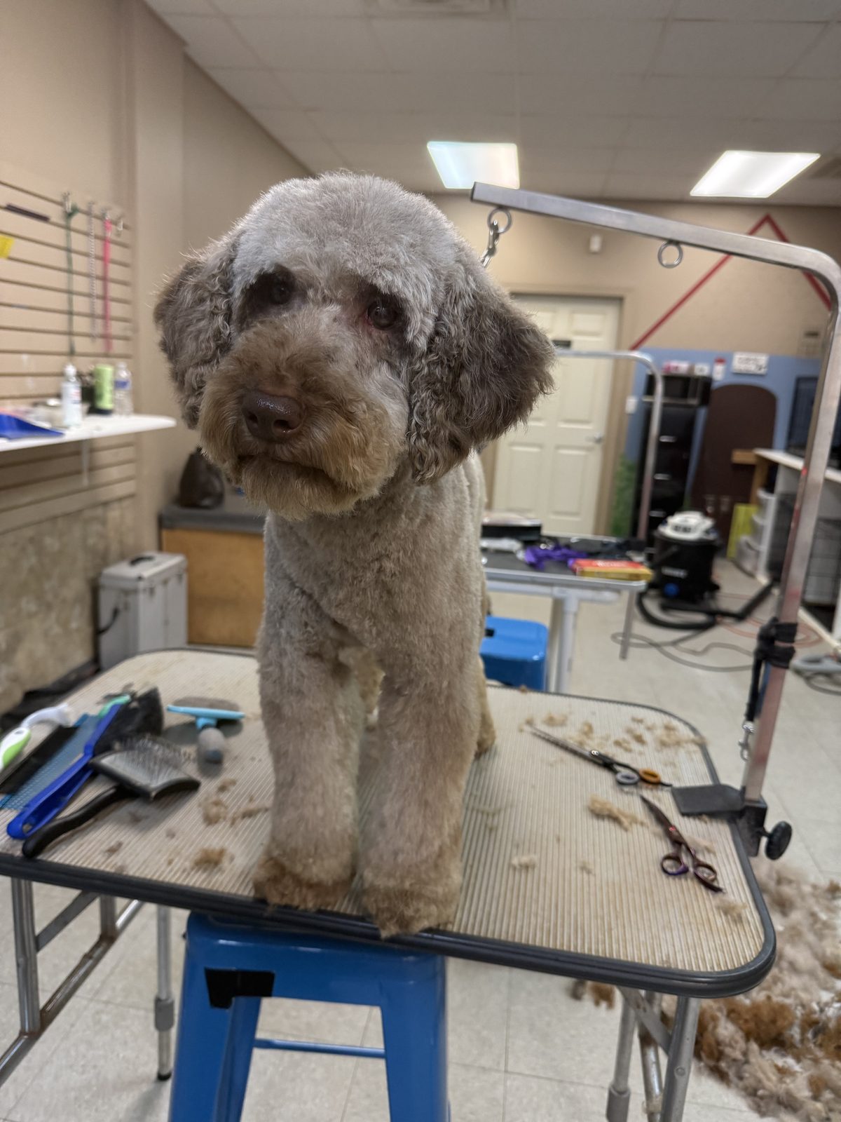 Two freshly groomed small dogs seated together with smooth coats and bright expressions.