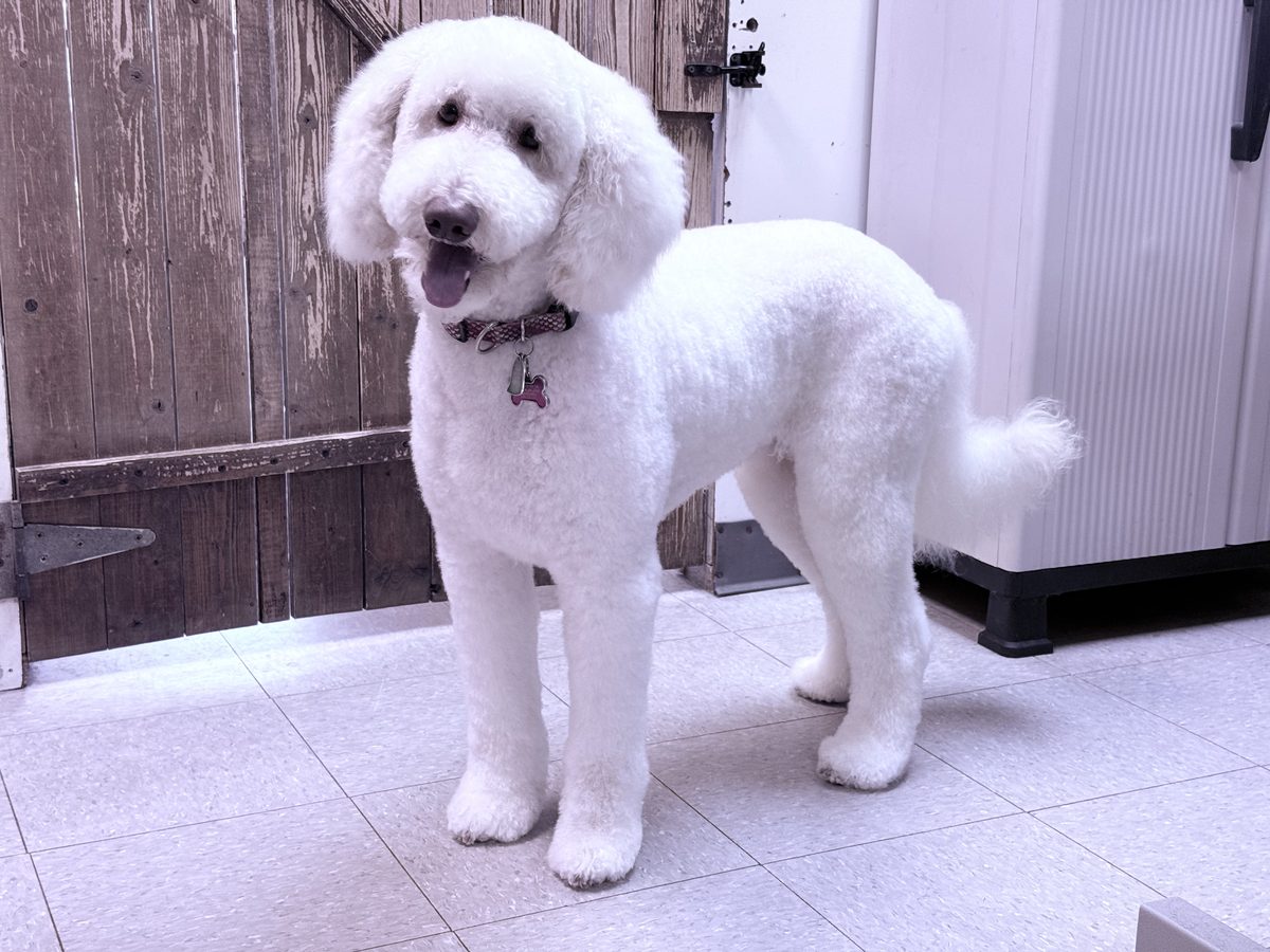 Freshly groomed white doodle standing in the studio after its appointment.