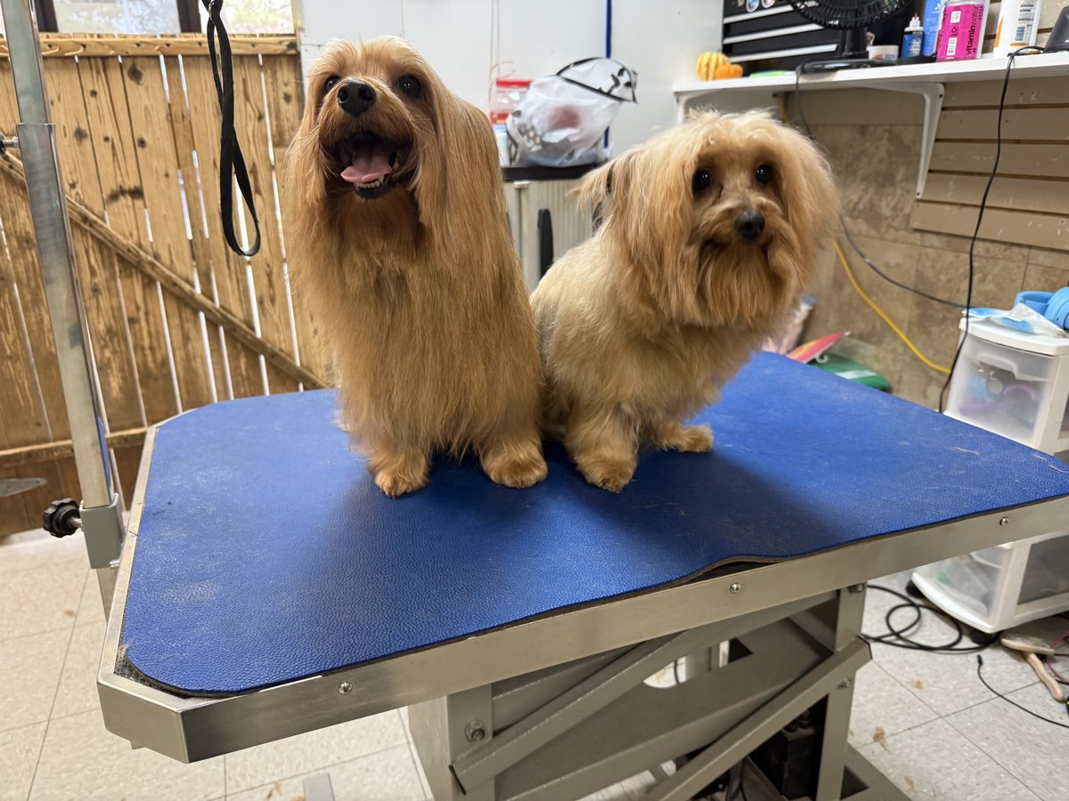 Two freshly groomed small dogs sitting together on a grooming table with soft coats and tidy trims.