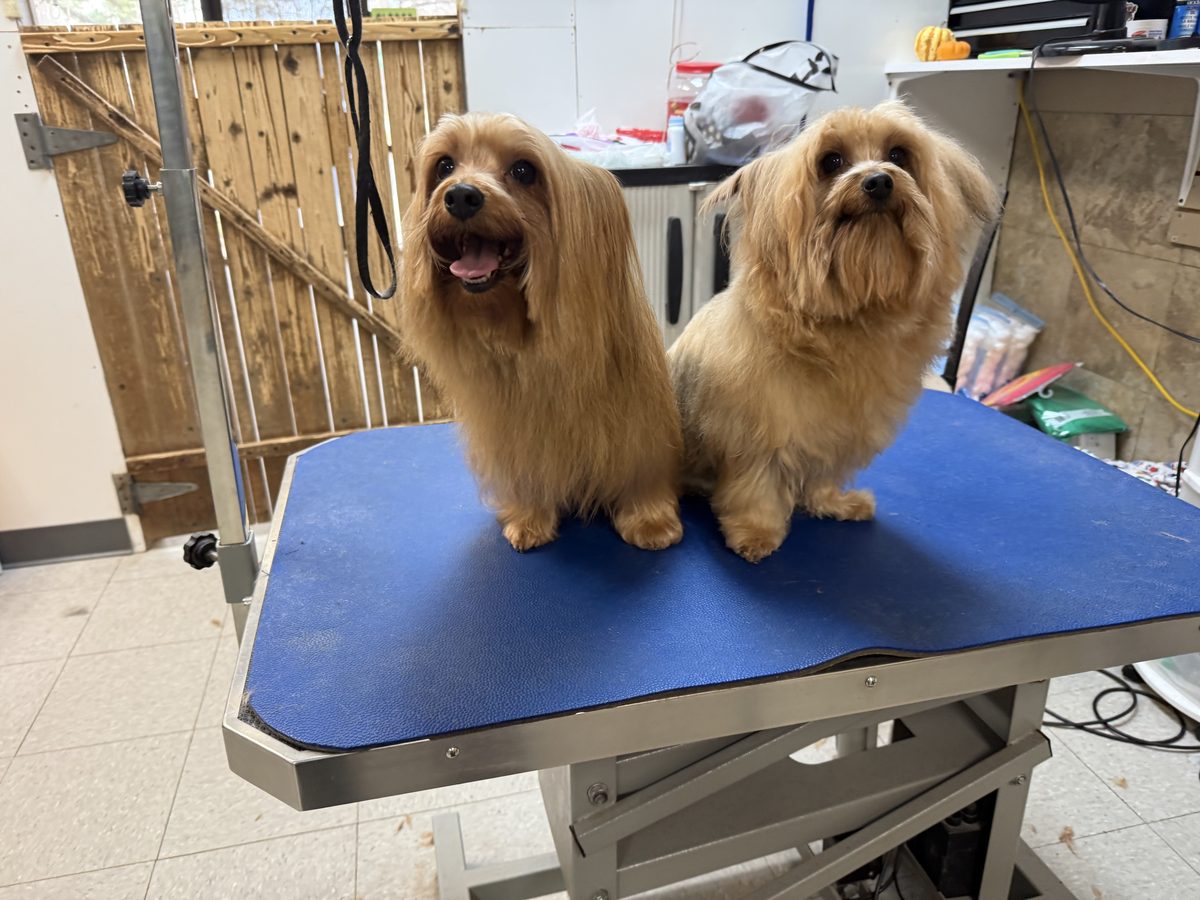 Two neatly groomed small dogs posed together after their boutique grooming appointment.