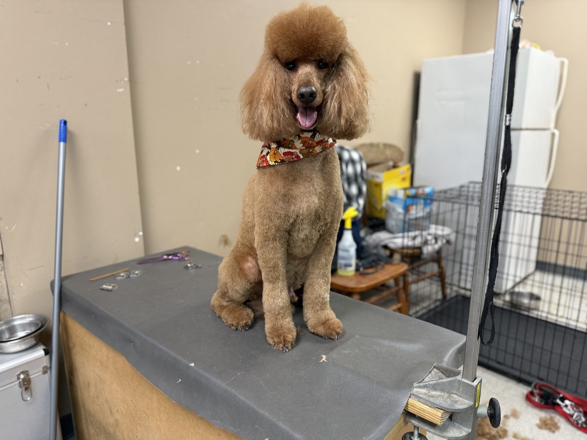 Apricot poodle with a rounded topknot and fresh seasonal bandana.