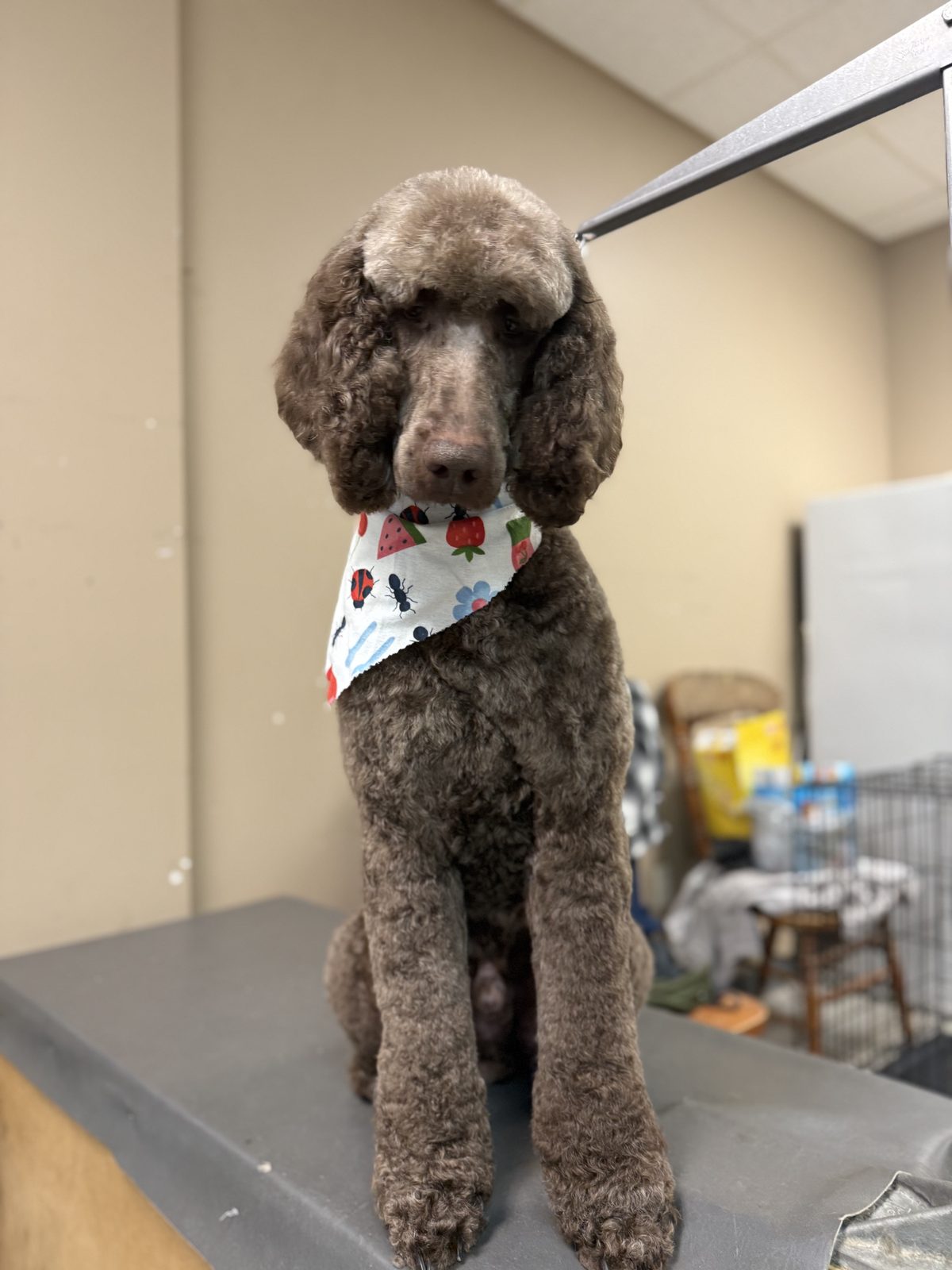 Chocolate poodle portrait after a polished grooming finish.