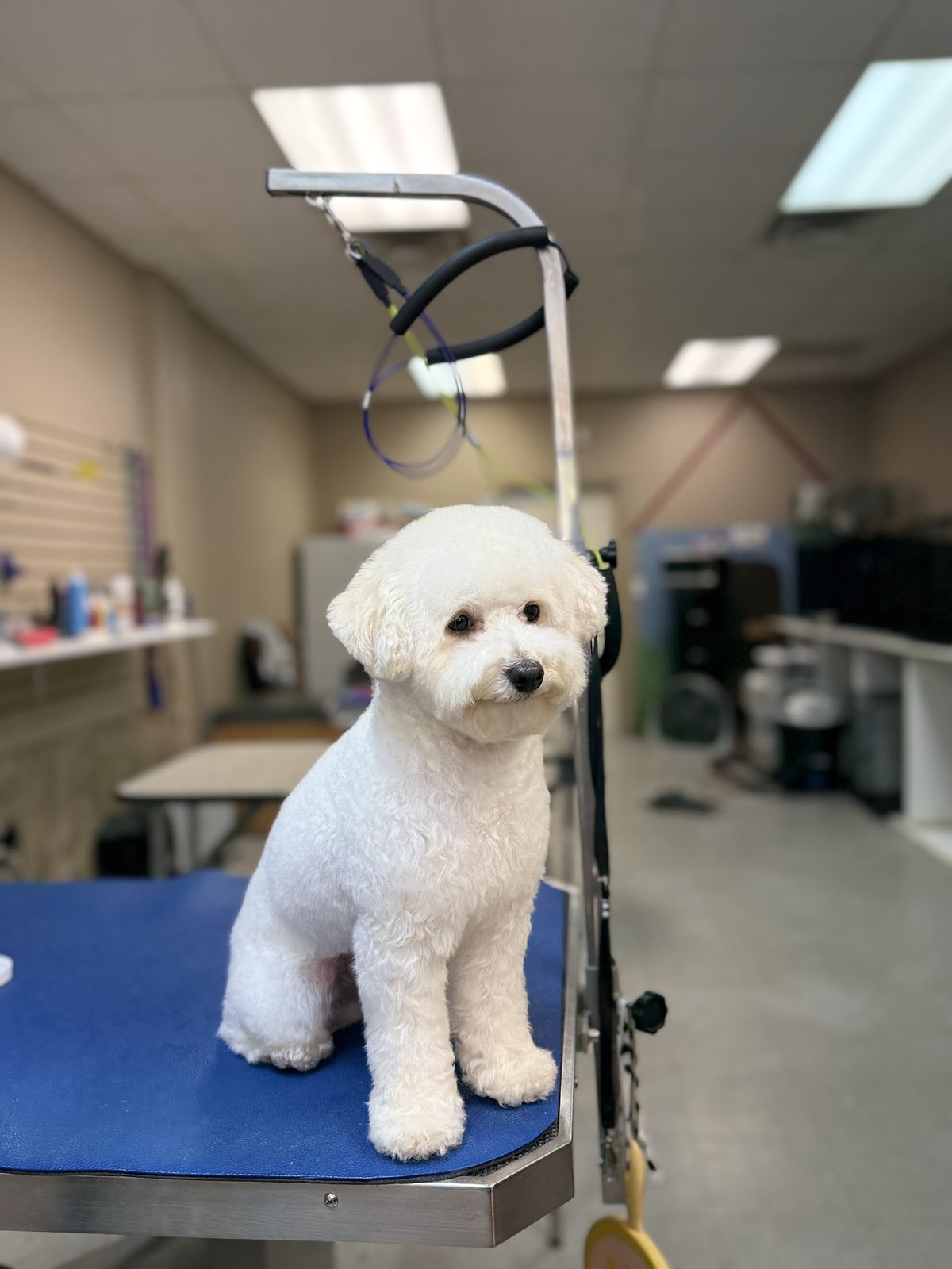 Fluffy white dog with a rounded face finish on a blue grooming table.
